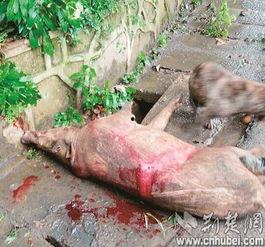 武汉野猪爆料事件视频最新,真相与谣言的较量 第3张 武汉野猪爆料事件视频最新,真相与谣言的较量 第3张